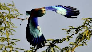 Awash National Park Birding Tour